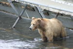 Bear Viewing Kodiak Island Alaska